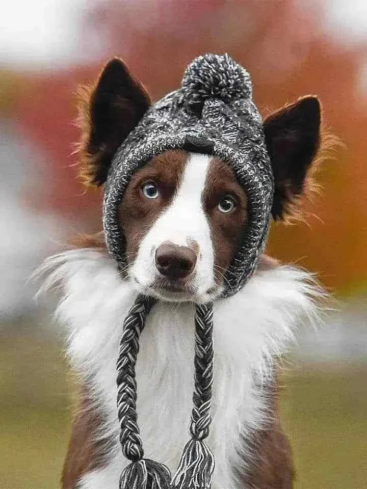 Brown and white dog wearing a gray knitted Canine Cap Companion hat with braided ties outdoors